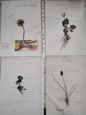 Herbář – III. třída