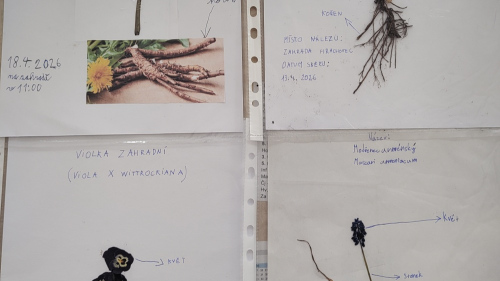 Herbář – III. třída