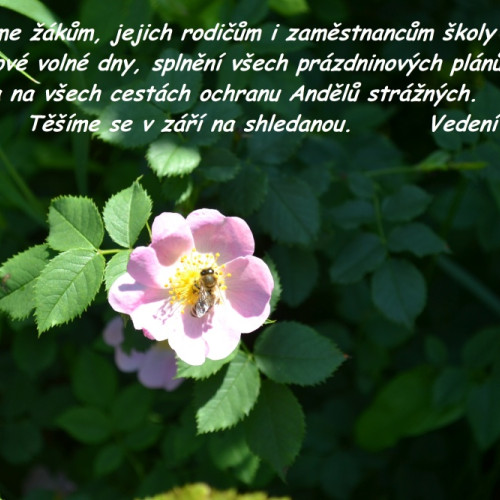Prazdninove prani1