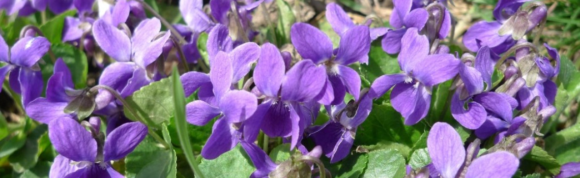 Ilustrační obrázek slideru